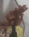[TodoMarino.com] ¿qué especie de coral es este?