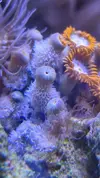 [TodoMarino.com] Zooanthus "invadidos"?