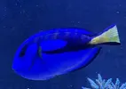 [TodoMarino.com] Compro peces tallas a partir de L