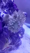 [TodoMarino.com] ¿qué especie de coral es este?
