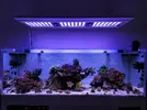 [TodoMarino.com] Vendo anémona quadricolor xxl