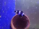 [TodoMarino.com] Amphiprion ocellaris Darwini-negro - Barcelona / VENDIDO