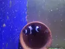 [TodoMarino.com] Amphiprion ocellaris Darwini-negro - Barcelona / VENDIDO
