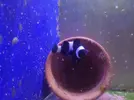 [TodoMarino.com] Amphiprion ocellaris Darwini-negro - Barcelona / VENDIDO