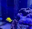 [TodoMarino.com] Vendo Zebrosoma Flavescens
