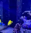 [TodoMarino.com] Vendo Zebrosoma Flavescens