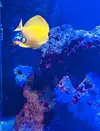 [TodoMarino.com] Vendo Zebrosoma Flavescens