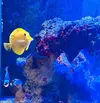 [TodoMarino.com] Vendo Zebrosoma Flavescens