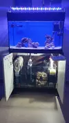 [TodoMarino.com] "Novato compra acuario lleno de algas" xD