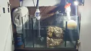 [TodoMarino.com] "Novato compra acuario lleno de algas" xD