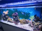 [TodoMarino.com] Venta de peces