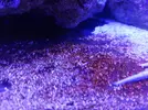 [TodoMarino.com] Consulta sobre circulación y alga