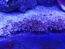 [TodoMarino.com] Consulta sobre circulación y alga