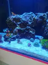 [TodoMarino.com] Nuevo proyecto 96 litros sin sump