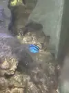 [TodoMarino.com] Hepatus Tiny Desaparecido