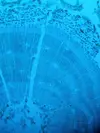 [TodoMarino.com] Microscopio