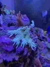 [TodoMarino.com] Corales duros acropora y milka