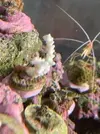 [TodoMarino.com] Corales duros acropora y milka