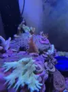 [TodoMarino.com] Corales duros acropora y milka