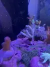 [TodoMarino.com] Corales duros acropora y milka