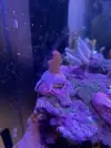 [TodoMarino.com] Corales duros acropora y milka