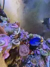 [TodoMarino.com] Corales duros acropora y milka
