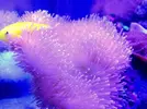 [TodoMarino.com] LobyReef un nano de 40 litros!!