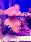 [TodoMarino.com] LobyReef un nano de 40 litros!!
