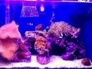 [TodoMarino.com] LobyReef un nano de 40 litros!!