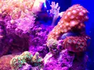 [TodoMarino.com] LobyReef un nano de 40 litros!!