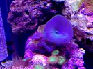 [TodoMarino.com] LobyReef un nano de 40 litros!!