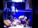 [TodoMarino.com] LobyReef un nano de 40 litros!!