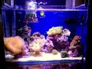 [TodoMarino.com] LobyReef un nano de 40 litros!!