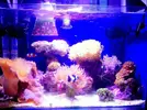 [TodoMarino.com] LobyReef un nano de 40 litros!!