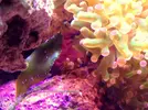 [TodoMarino.com] LobyReef un nano de 40 litros!!