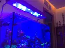[TodoMarino.com] Mi acuario despues de 6 meses