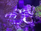 [TodoMarino.com] Bricoled 120l 90w + 18w sump
