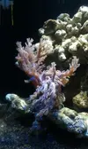 [TodoMarino.com] Empezando y presentando Nano de 30L