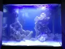 [TodoMarino.com] poner roca en acuario