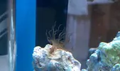 [TodoMarino.com] Nano Reef Aquael 30 l