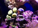 [TodoMarino.com] LobyReef un nano de 40 litros!!