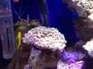 [TodoMarino.com] LobyReef un nano de 40 litros!!