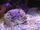 [TodoMarino.com] LobyReef un nano de 40 litros!!