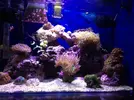 [TodoMarino.com] LobyReef un nano de 40 litros!!