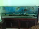 [TodoMarino.com] Reserva de la sierra´s reef   624 litros + sump de 200 litros