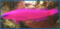 [TodoMarino.com] los peces más bonitos y que no coman corales