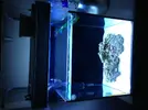 [TodoMarino.com] 70 litros para caballitos my reef