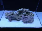 [TodoMarino.com] 70 litros para caballitos my reef
