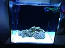 [TodoMarino.com] 70 litros para caballitos my reef