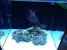 [TodoMarino.com] 70 litros para caballitos my reef